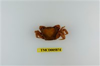 藏品(拉氏清溪蟹)的圖片